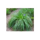 Livingseeds Asian 