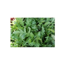 Livingseeds Herbs 